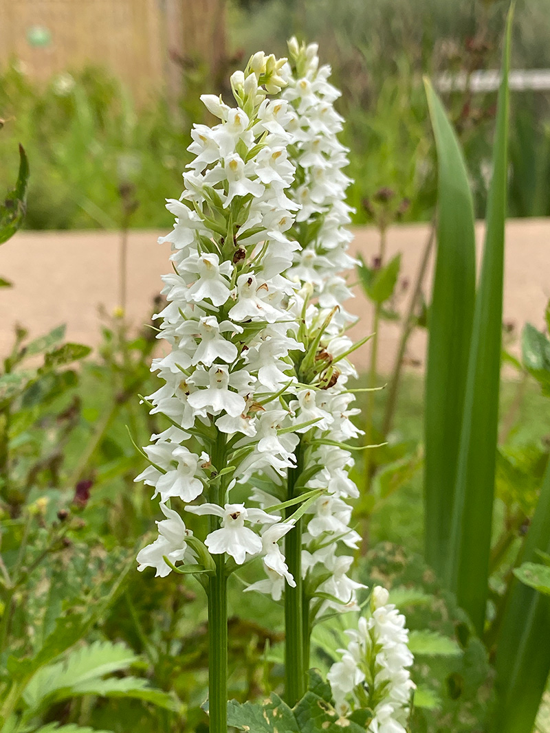 Marsh fragrant orchid